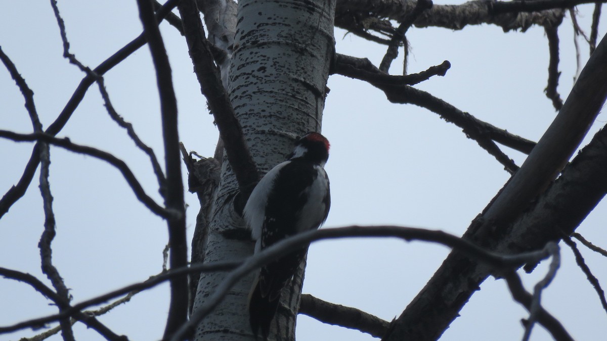 Hairy Woodpecker (Rocky Mts.) - Matthew Schmahl