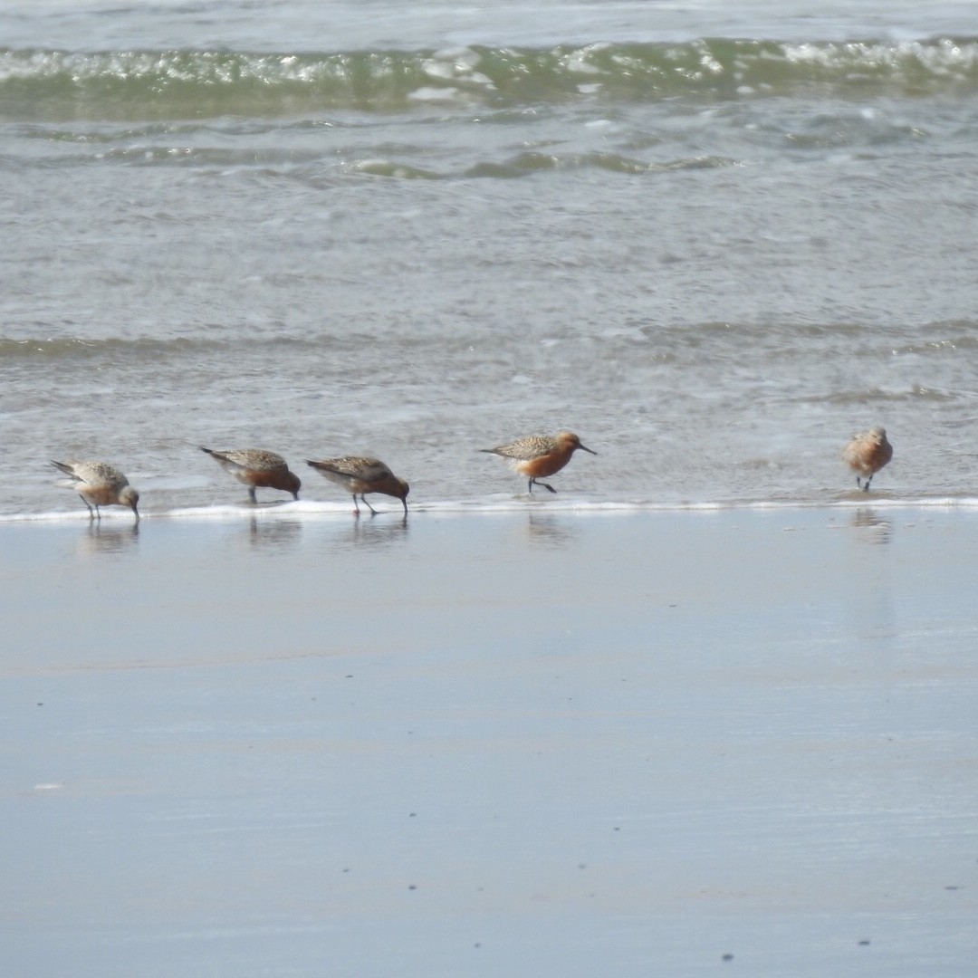 Red Knot - ML154330661