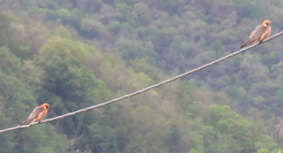 Red-footed Falcon - Robin Gurule
