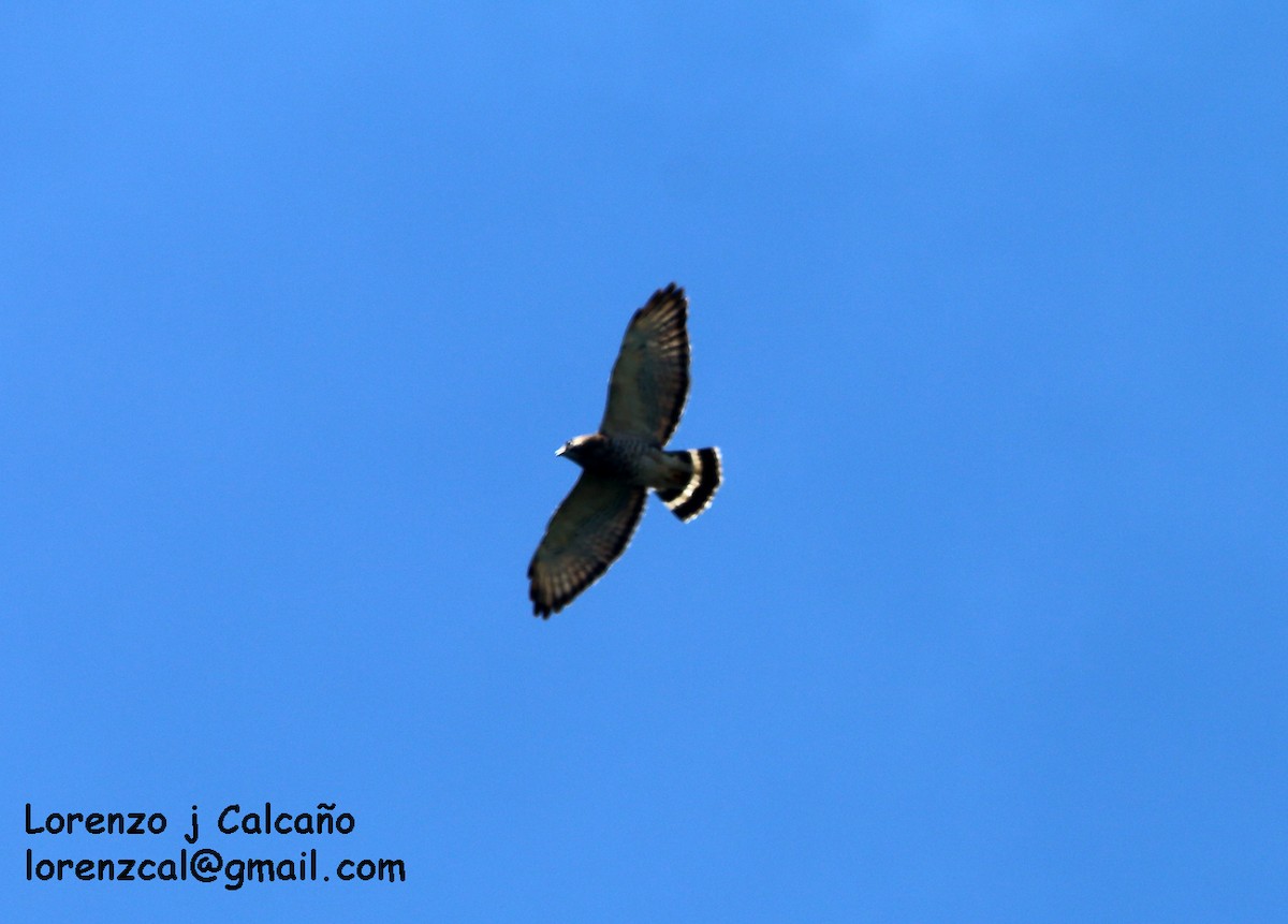 Broad-winged Hawk - Lorenzo Calcaño