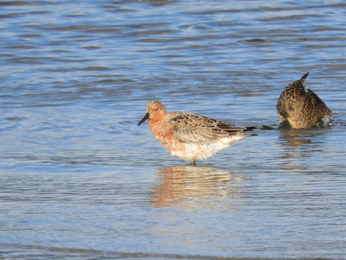 Red Knot - ML154336591