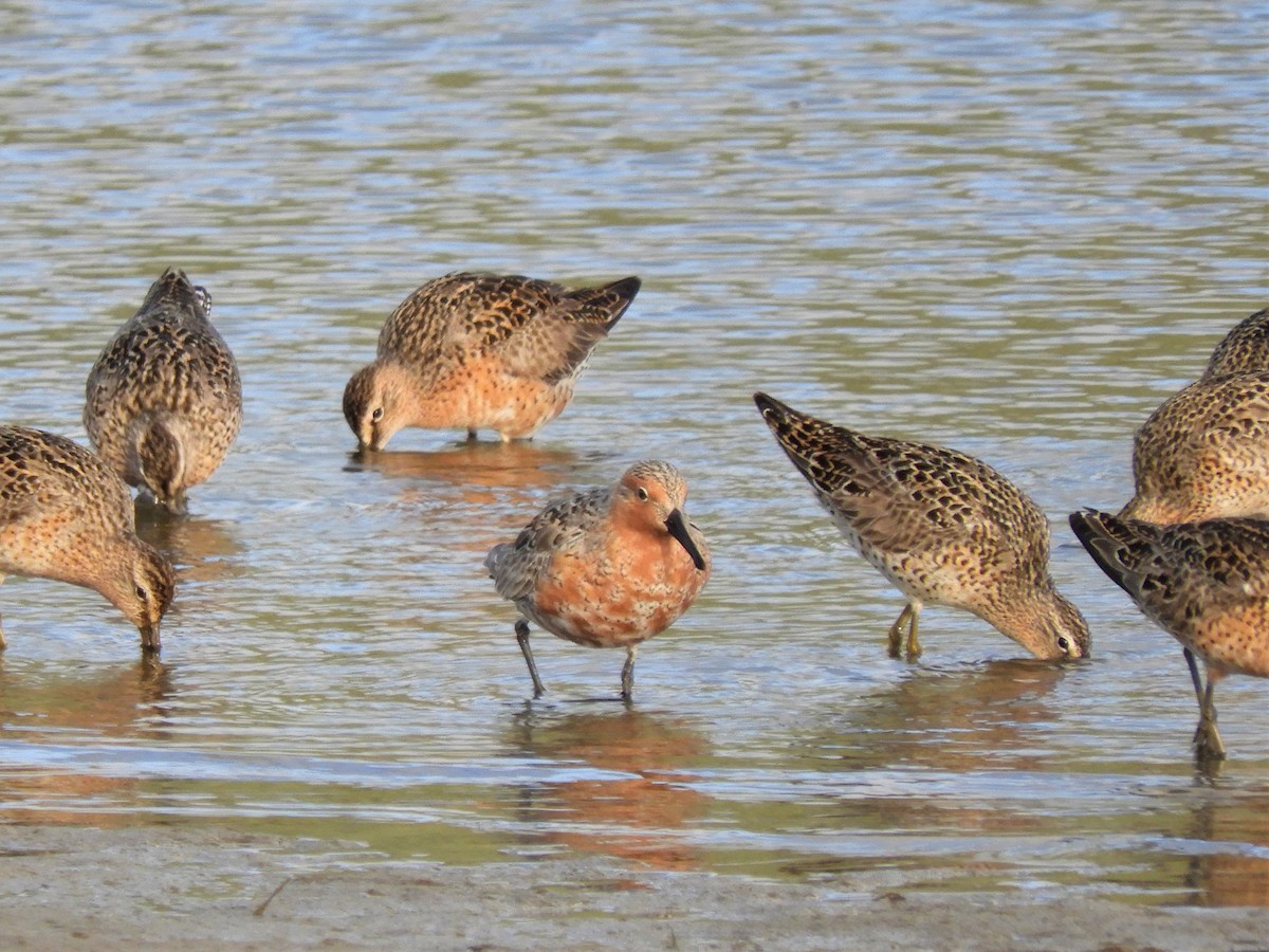 Red Knot - ML154336611