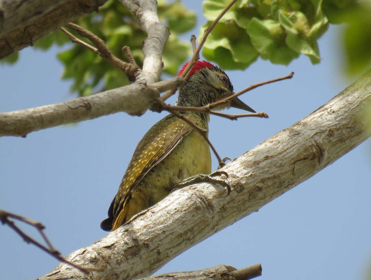 Fine-spotted Woodpecker - ML154346931
