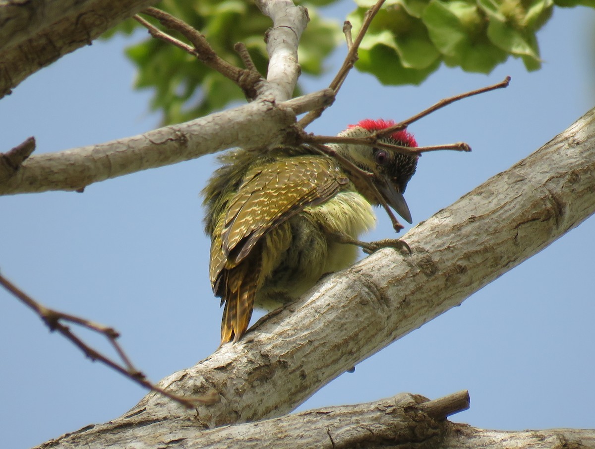 Fine-spotted Woodpecker - ML154346941