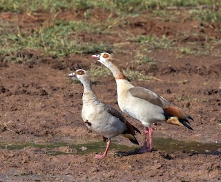 Egyptian Goose, ML154347471
