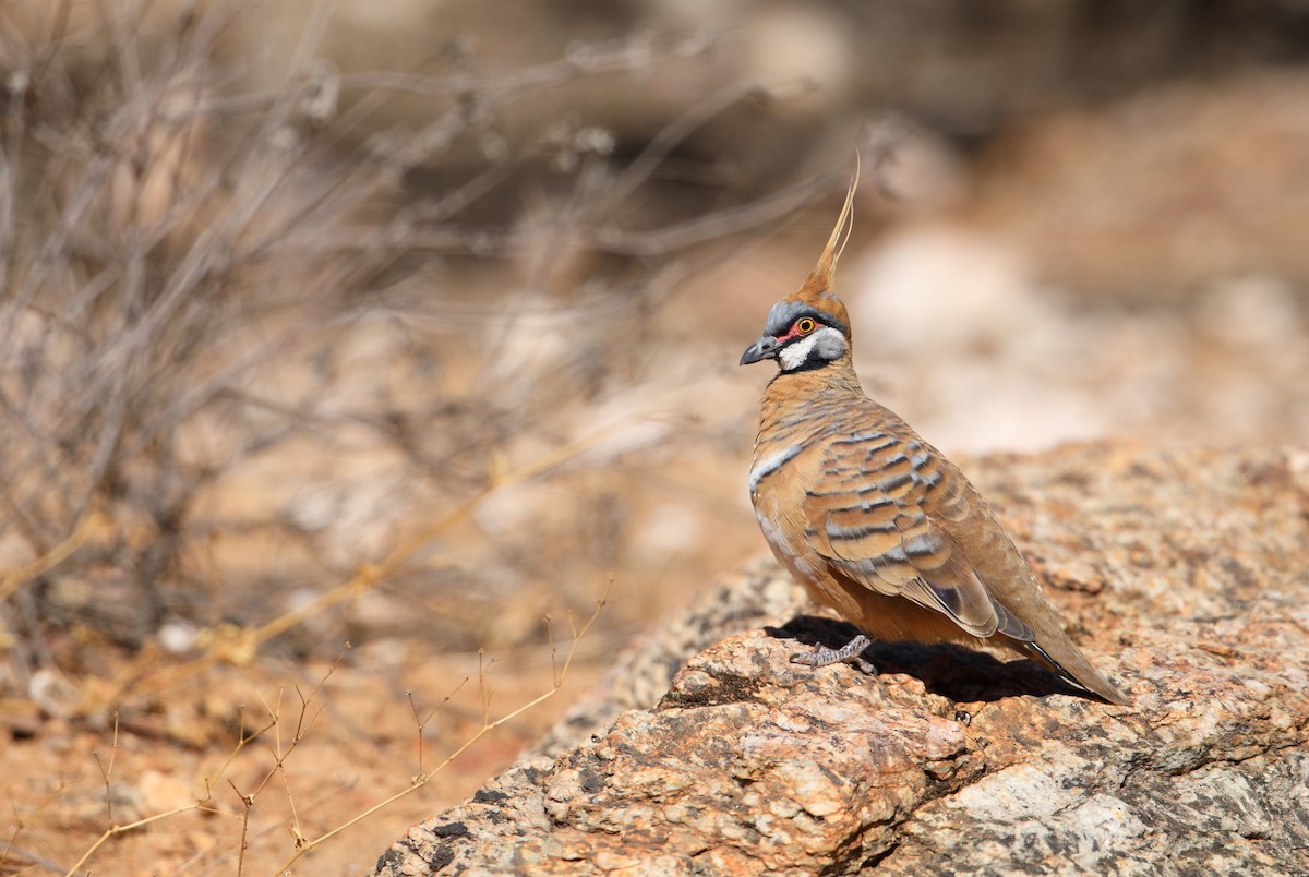 Spinifex Pigeon - ML154353001