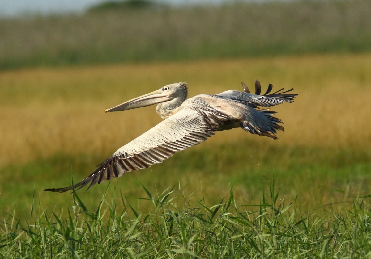 Pink-backed Pelican - ML154354411