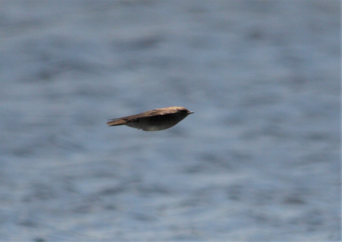 Northern Rough-winged Swallow - Marc Hanneman