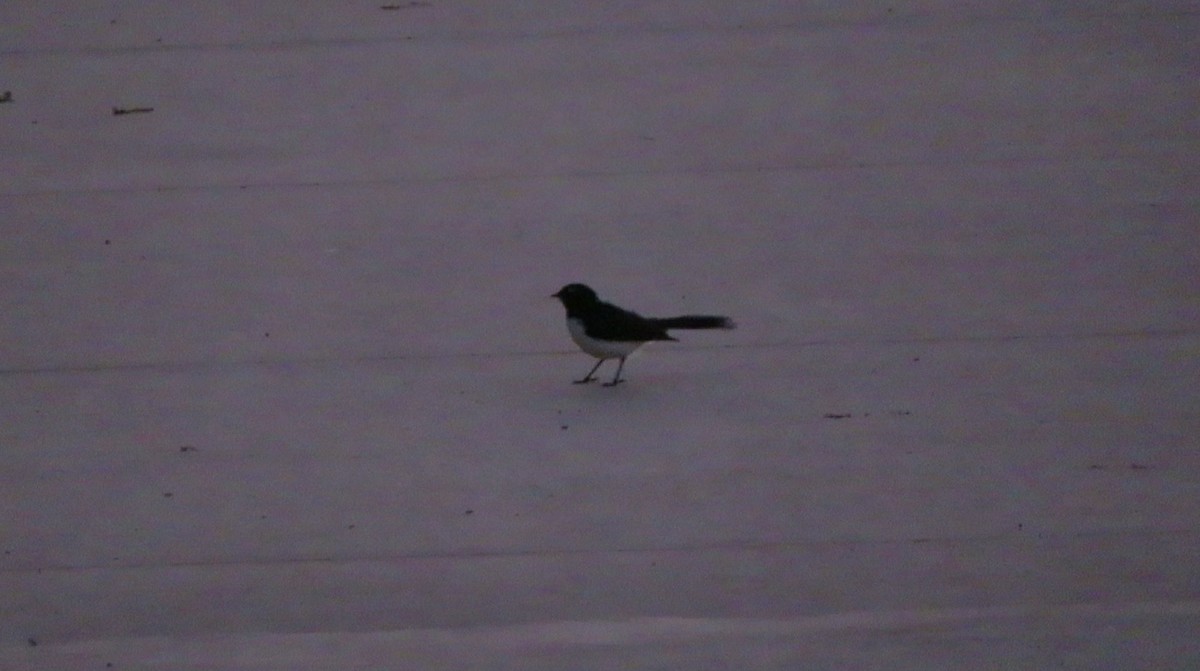 Willie-wagtail - Ian Starling
