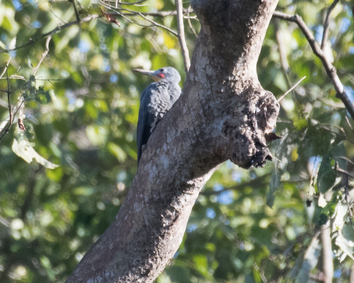 Great Slaty Woodpecker - Harshil Sharma