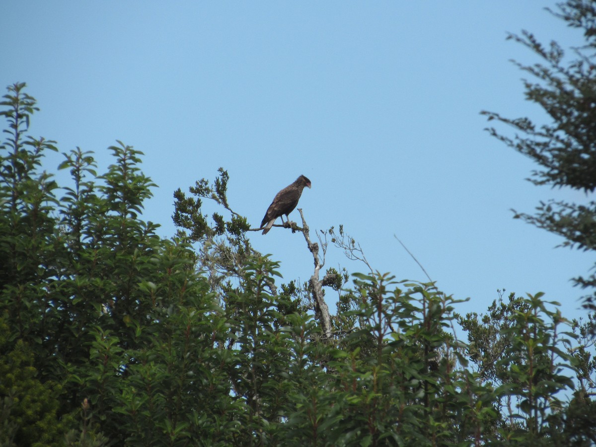 Crested Caracara (Southern) - ML154361391