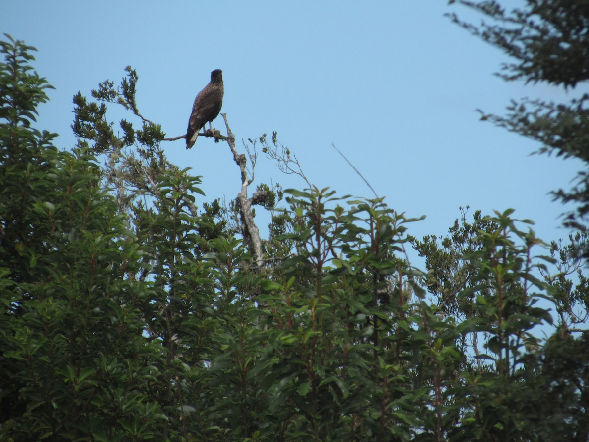 Crested Caracara (Southern) - ML154361401