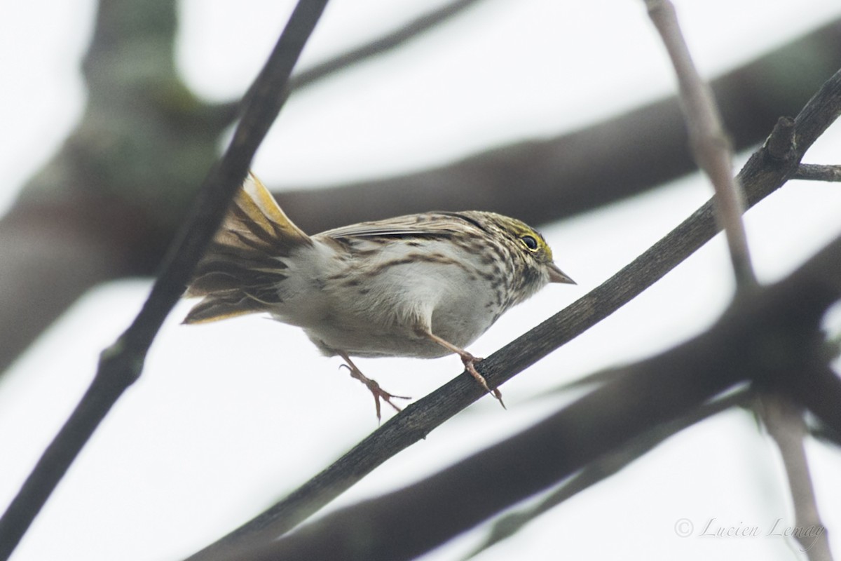 Savannah Sparrow - ML154364961