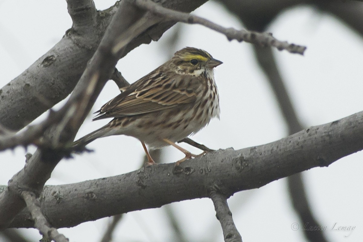 Savannah Sparrow - ML154364971