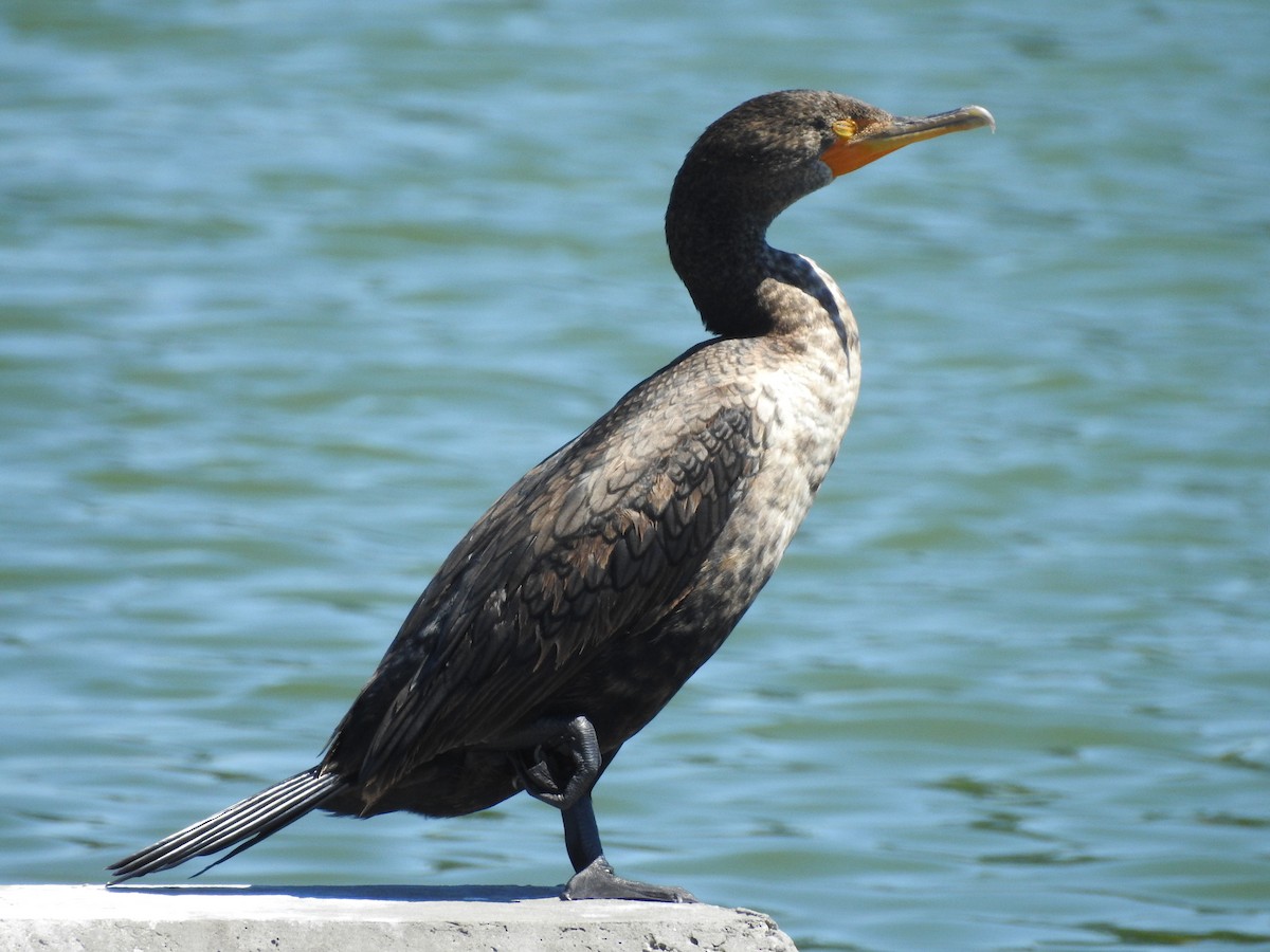 Double-crested Cormorant - Colleen Cowdery