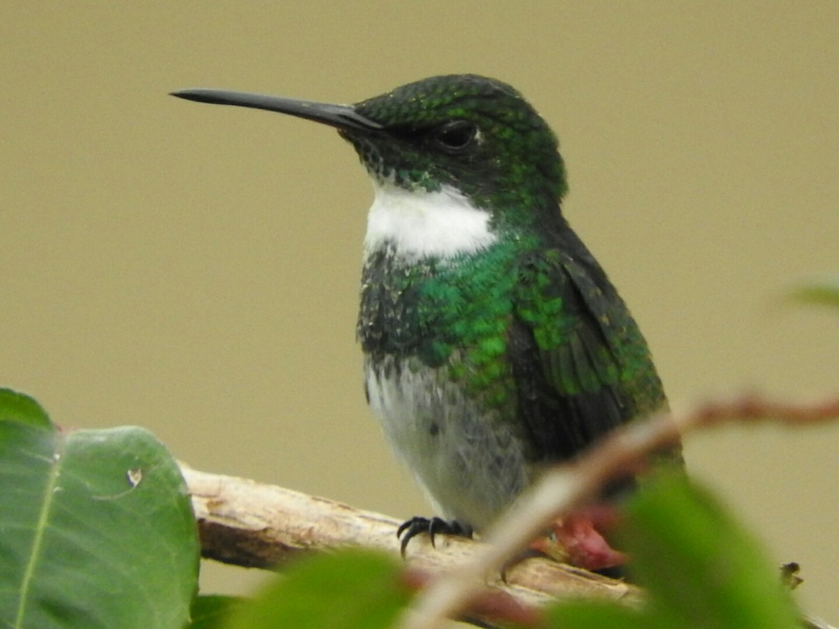 White-throated Hummingbird - Enrique Chiurla