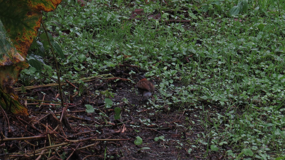 Rufous-collared Sparrow - ML154374371