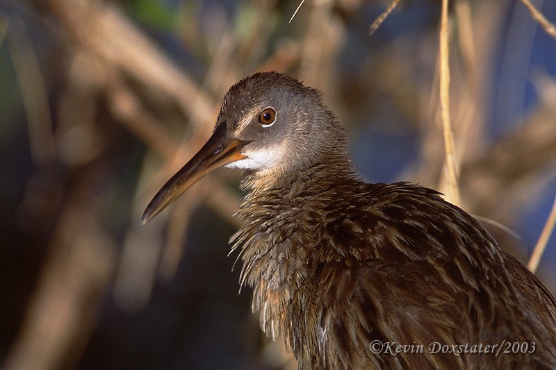 Clapper Rail - Kevin Doxstater