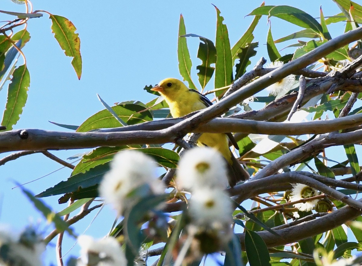 Western Tanager - ML154374881