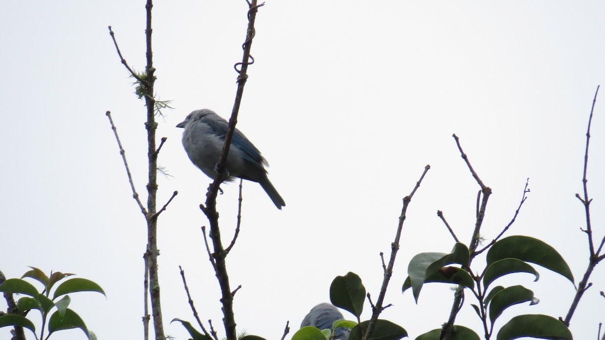 Blue-gray Tanager - ML154377311