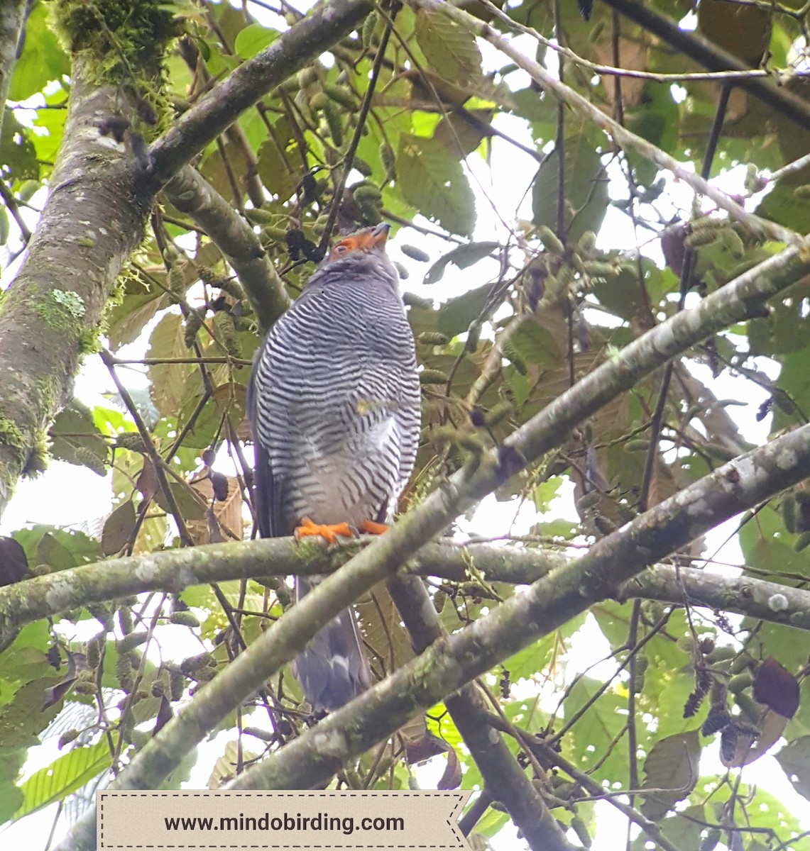Barred Forest-Falcon - danny jumbo