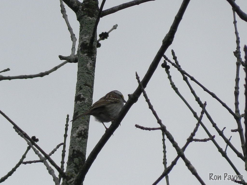 White-throated Sparrow - Ron Payne