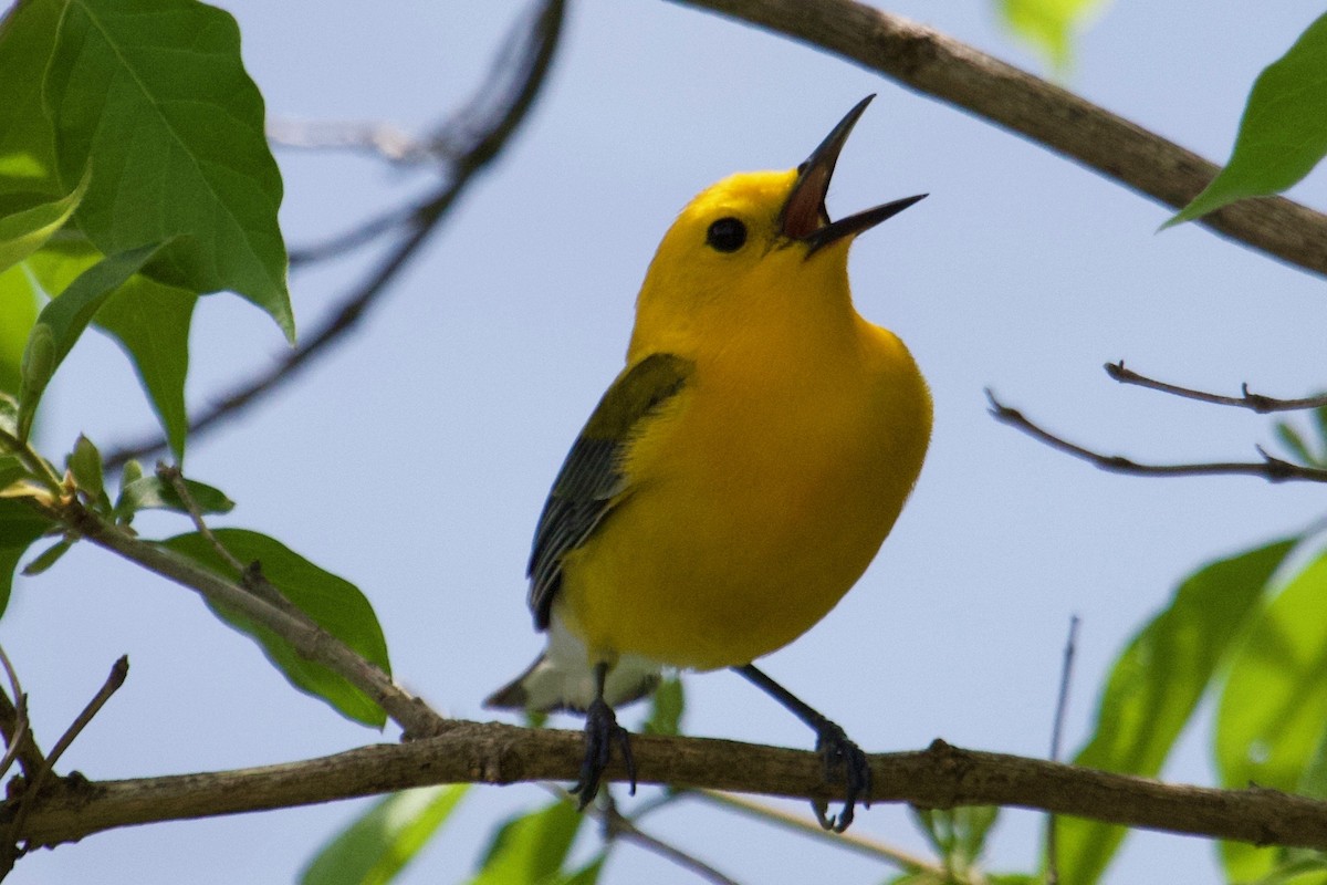 Prothonotary Warbler - Owen Krout