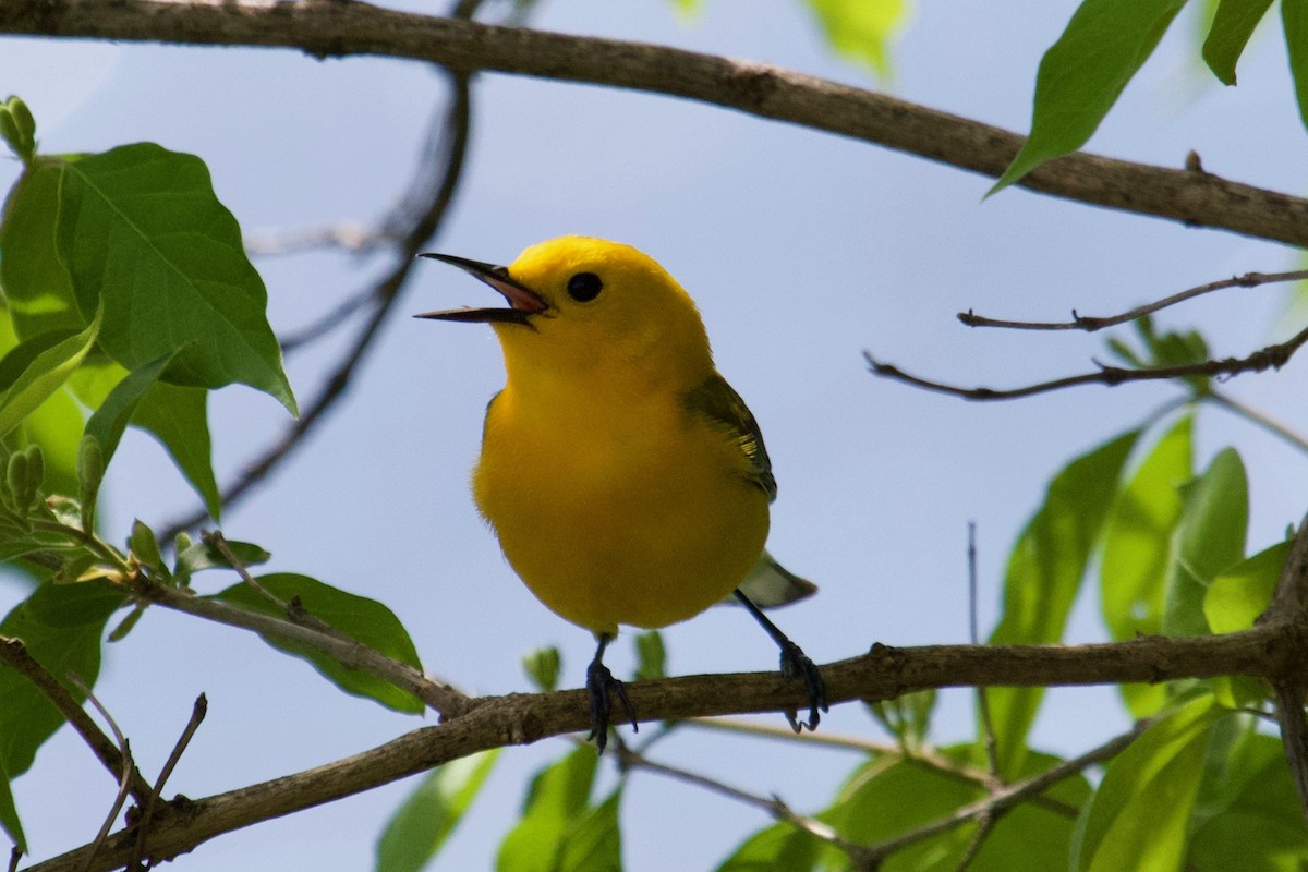 Prothonotary Warbler - ML154384671