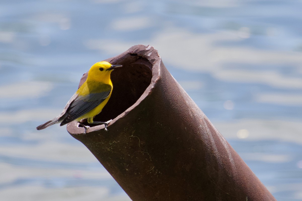 Prothonotary Warbler - ML154384681
