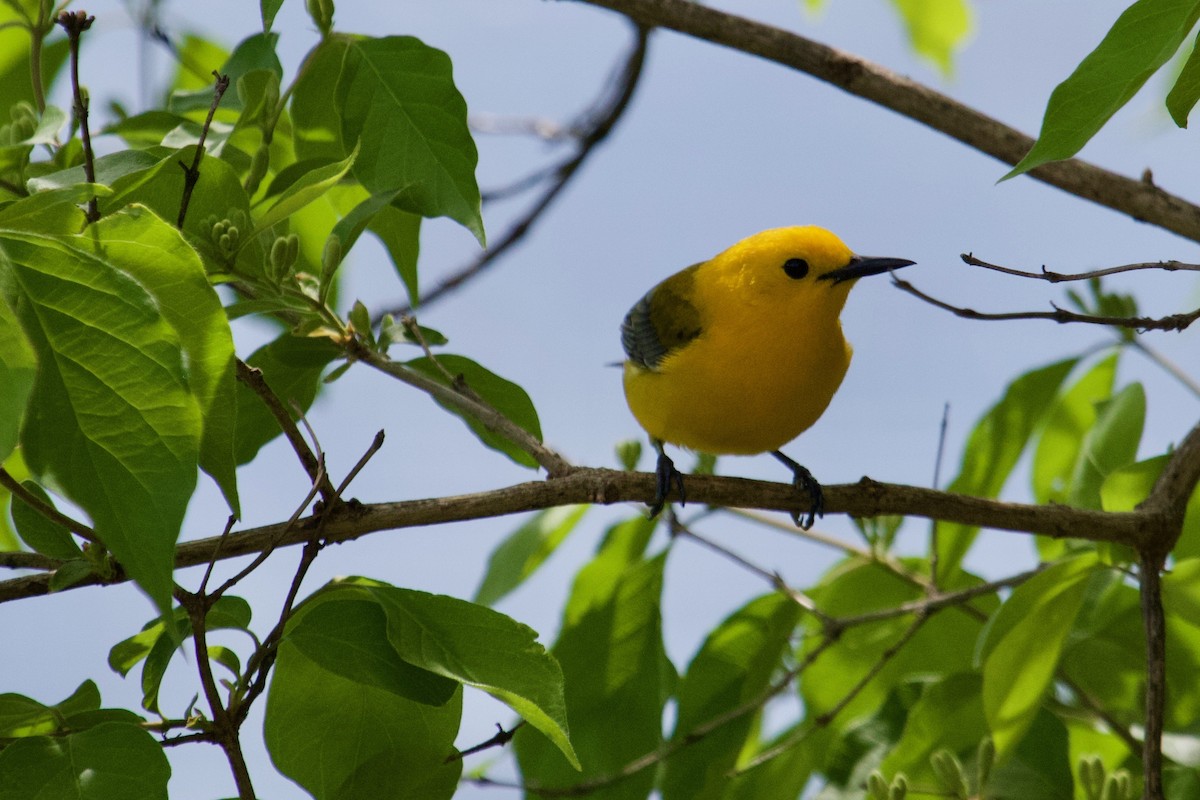 Prothonotary Warbler - ML154384691