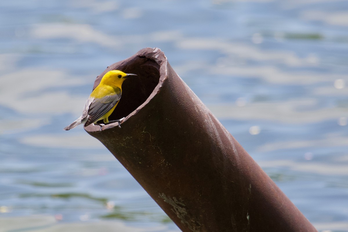 Prothonotary Warbler - Owen Krout