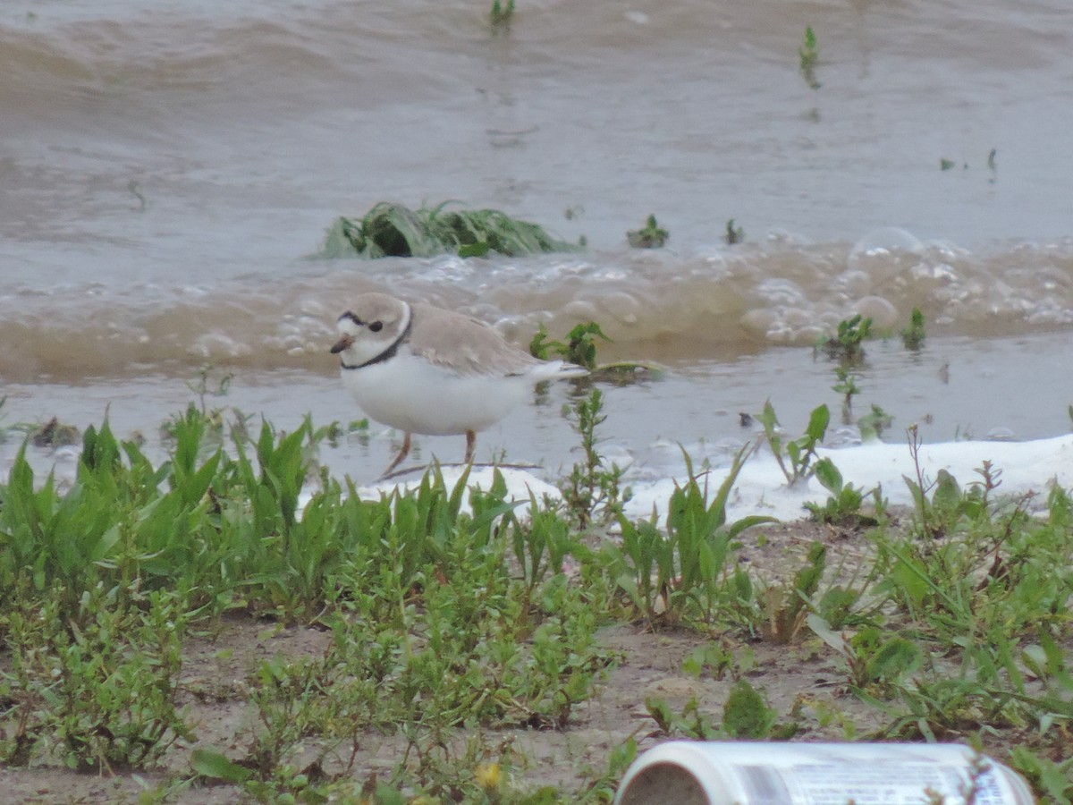 Piping Plover - ML154385521