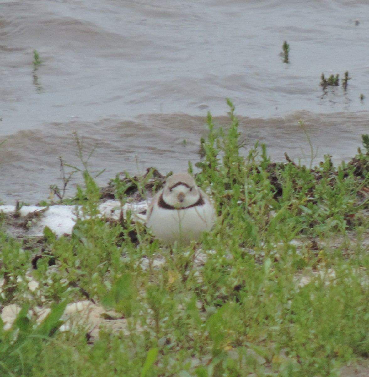 Piping Plover - ML154385531