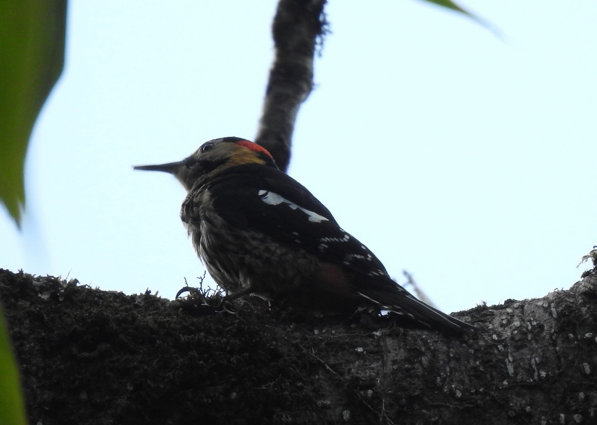 Darjeeling Woodpecker - Sachin  Main