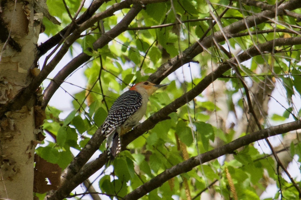 Red-bellied Woodpecker - Owen Krout
