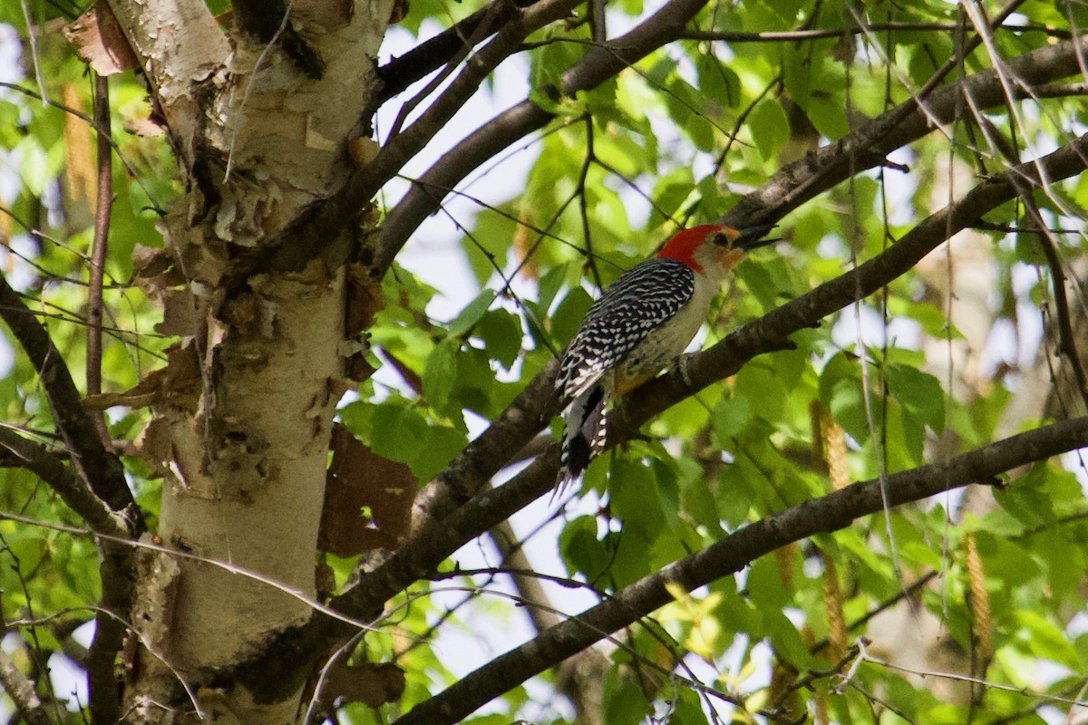 Red-bellied Woodpecker - ML154386821