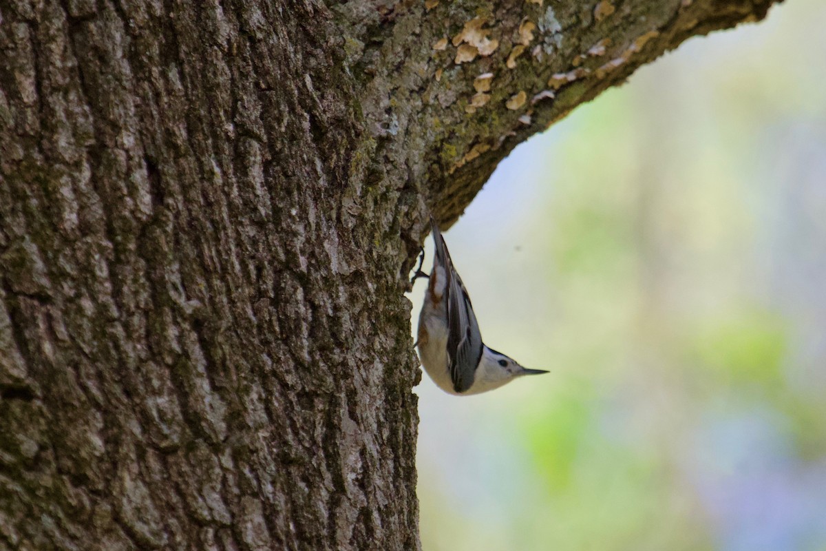 White-breasted Nuthatch - Owen Krout
