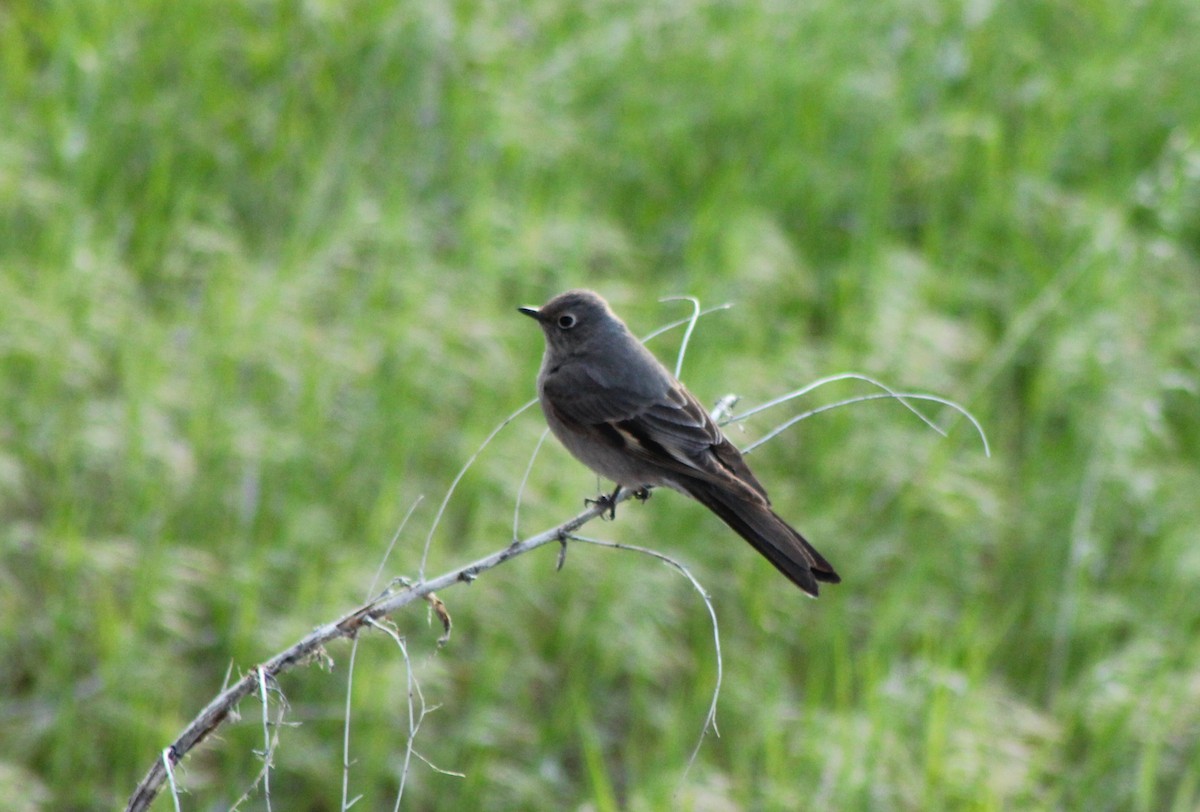 Townsend's Solitaire - ML154393551