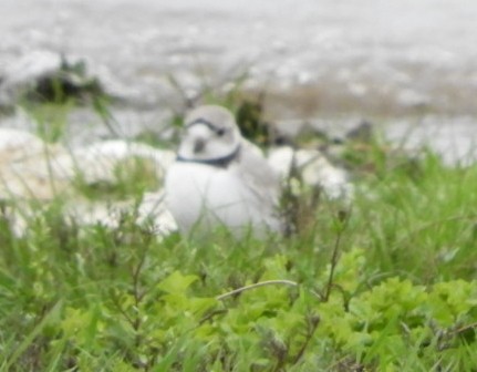 Piping Plover - ML154394231