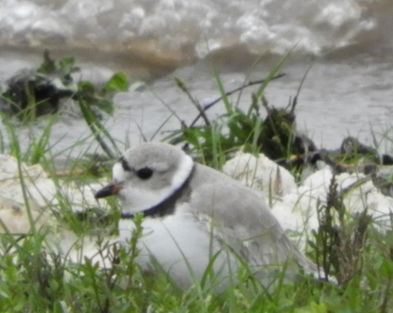 Piping Plover - ML154394241