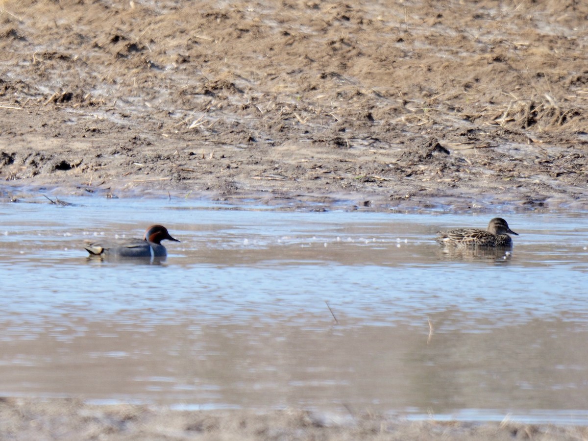 Green-winged Teal - ML154397121