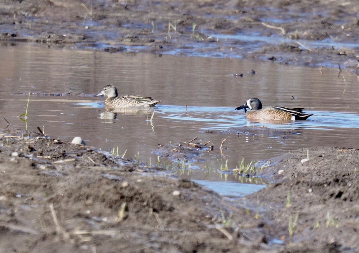 Blue-winged Teal - ML154397211