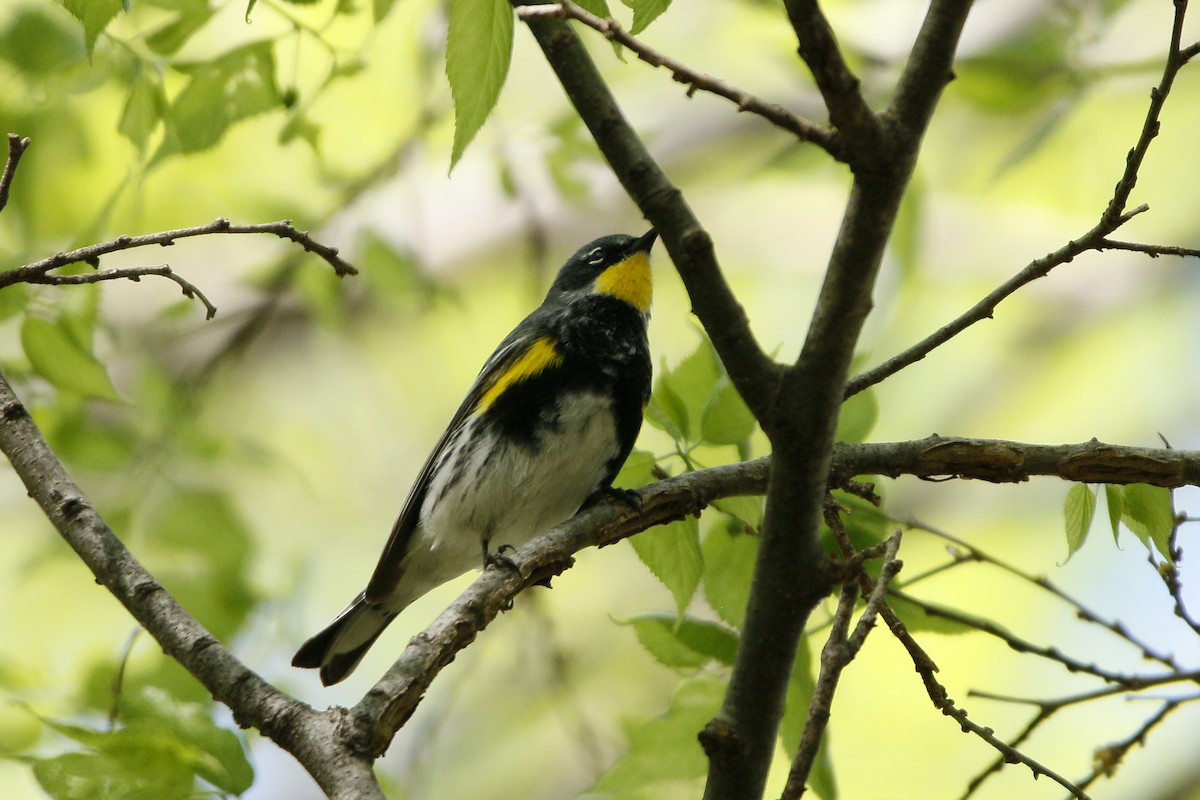 Yellow-rumped Warbler (Myrtle x Audubon's) - ML154398161