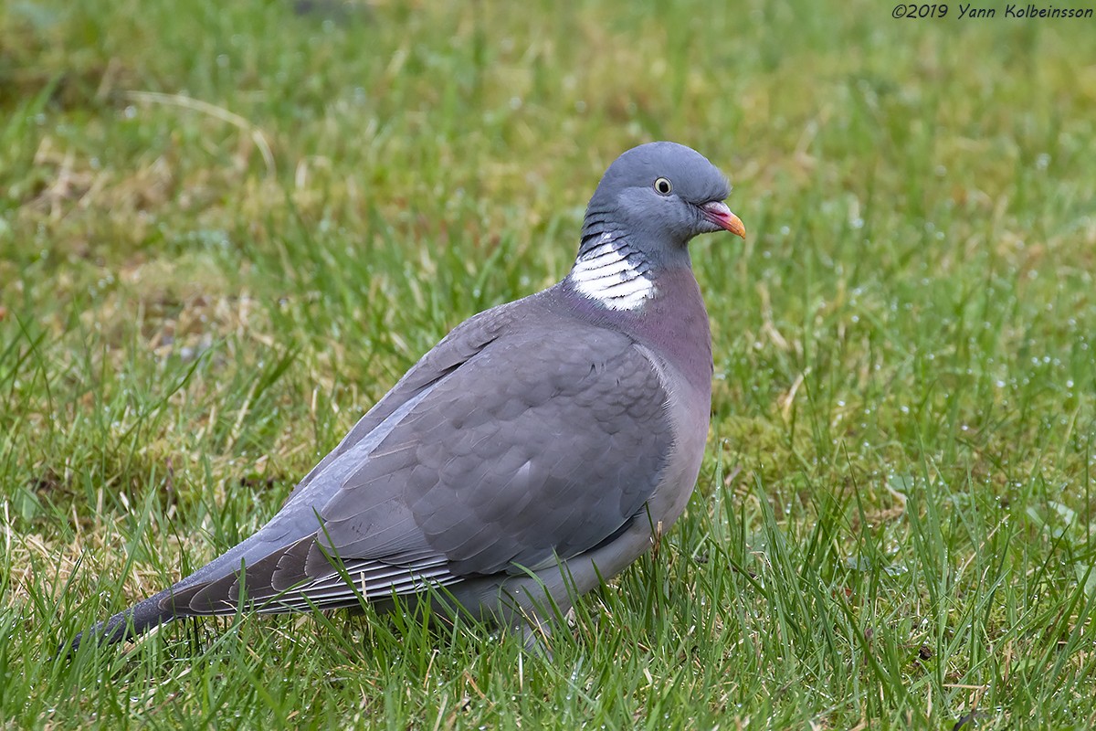 Common Wood-Pigeon - ML154398811