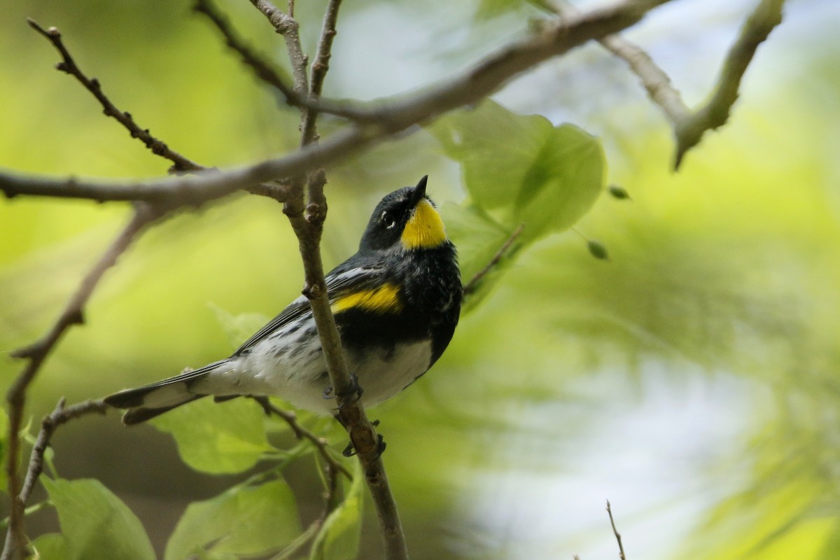 Yellow-rumped Warbler (Myrtle x Audubon's) - ML154399241