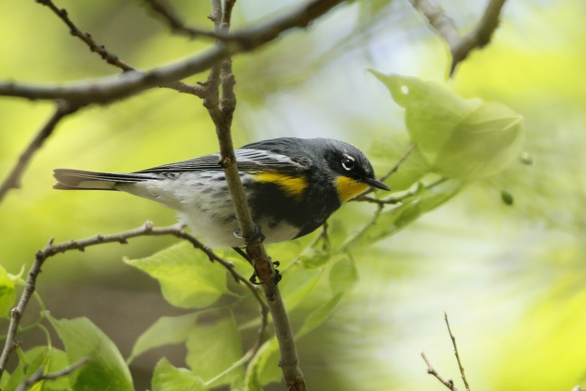 Yellow-rumped Warbler (Myrtle x Audubon's) - ML154399771