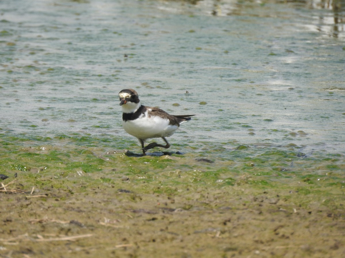 Semipalmated Plover - ML154401051