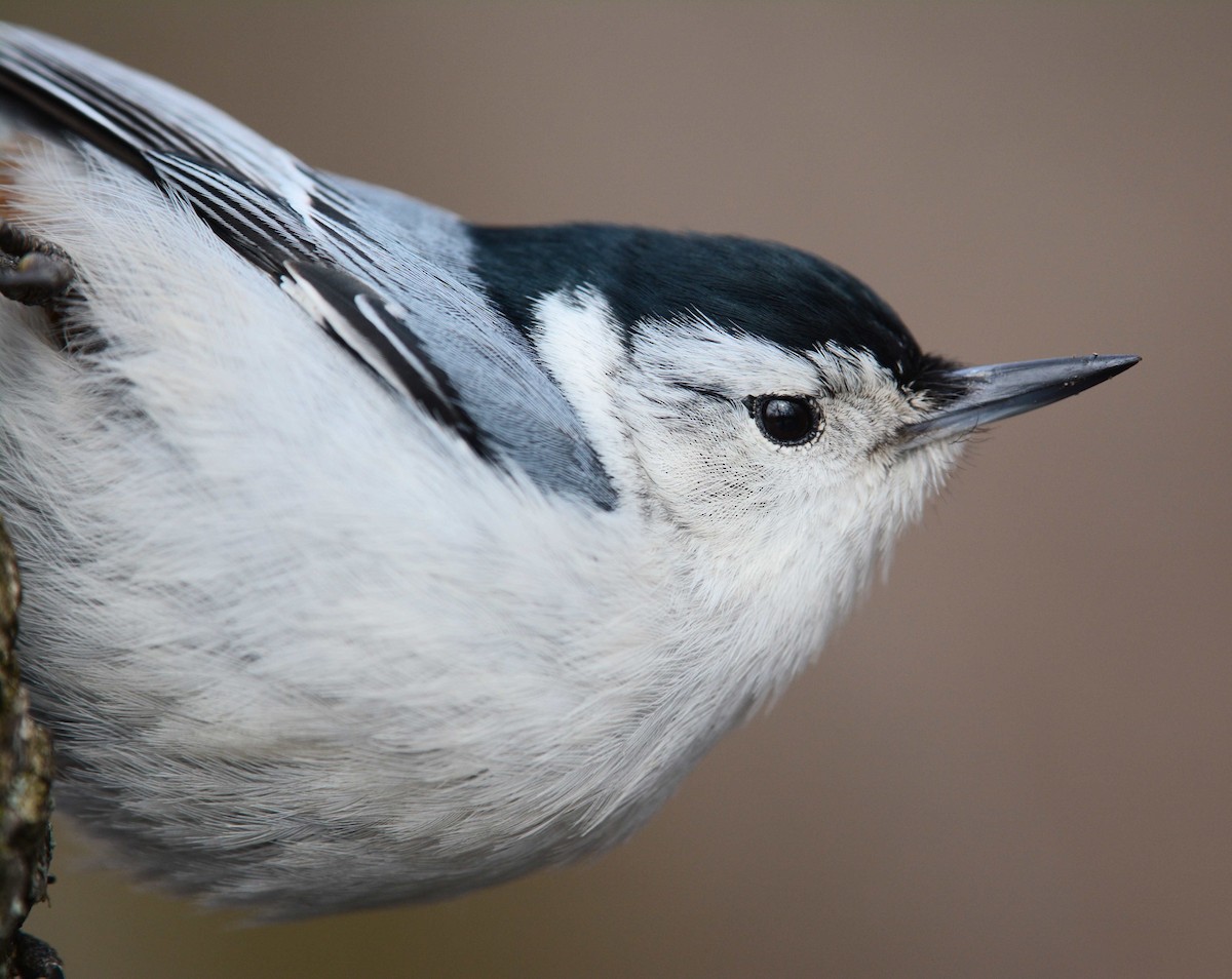 White-breasted Nuthatch - ML154401391