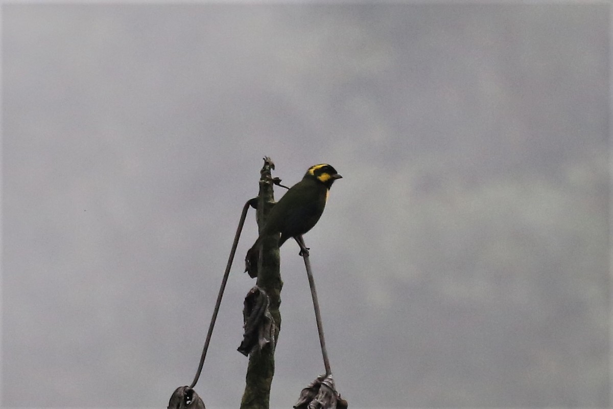 Gold-ringed Tanager - ML154401911