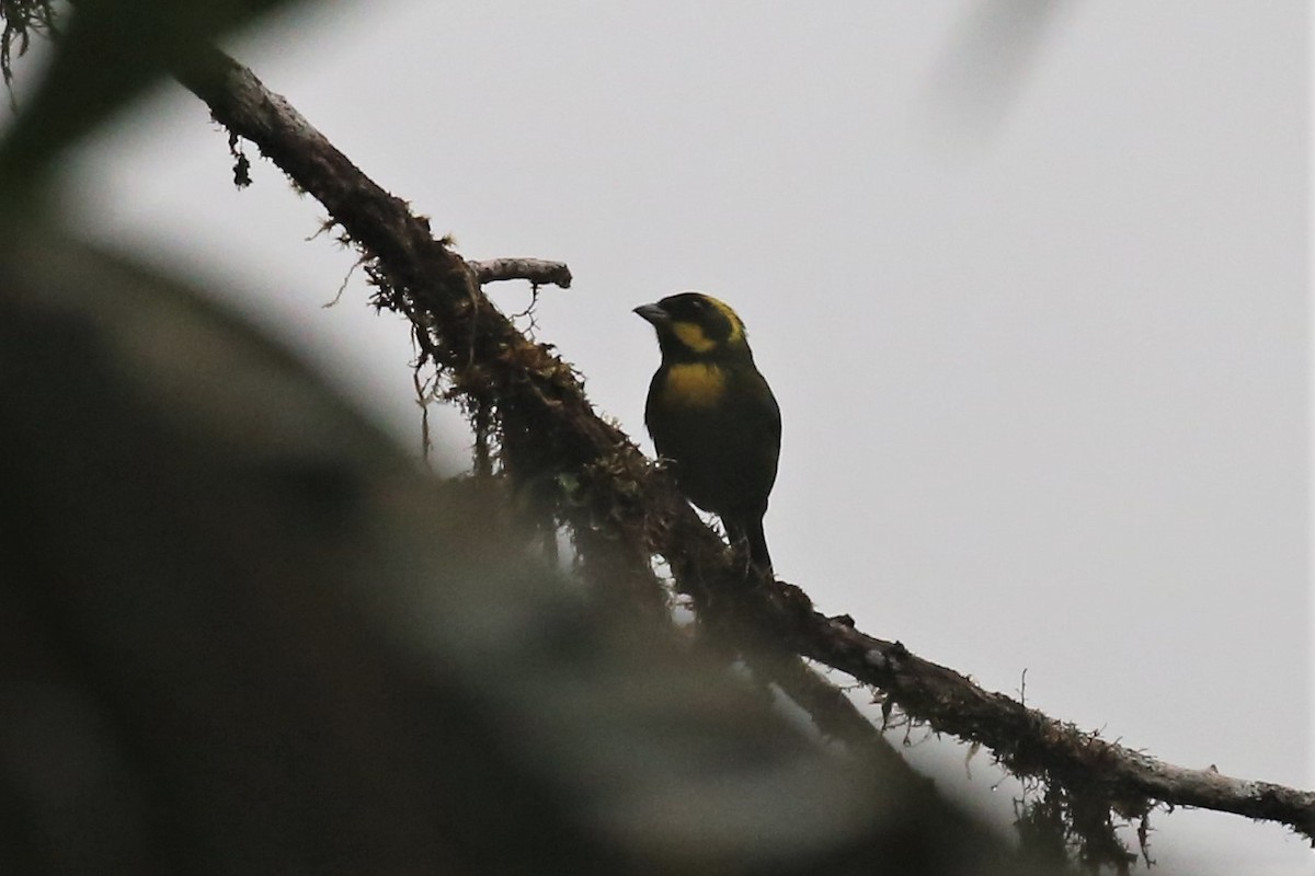 Gold-ringed Tanager - ML154401951